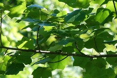 Setophaga pensylvanica