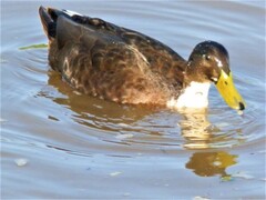 Anas platyrhynchos domesticus