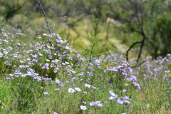 Nierembergia linariifolia