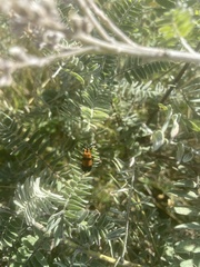 Calopteron