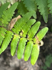 Pteridium aquilinum latiusculum