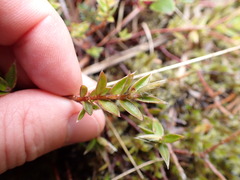 Pimelea