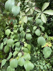 Frangula alnus