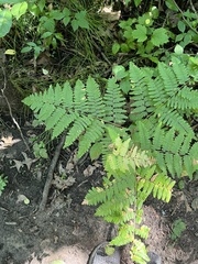 Pteridium aquilinum latiusculum