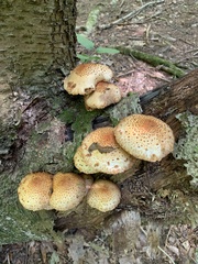 Pholiota squarrosoides