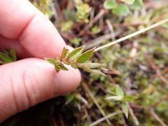 Pimelea