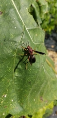 Polistes metricus