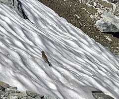 Leucosticte tephrocotis