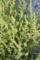 Salsola kali