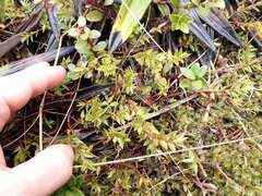 Pimelea