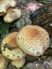 Pholiota squarrosoides