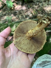 Pholiota squarrosoides