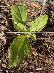 Phytolacca americana