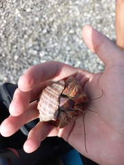 Coenobita compressus