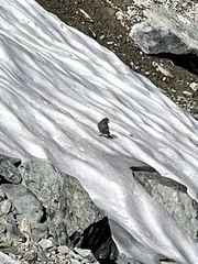 Leucosticte tephrocotis