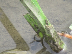 Poecilobothrus nobilitatus