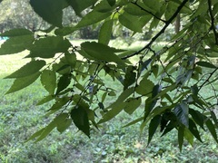 Zelkova serrata