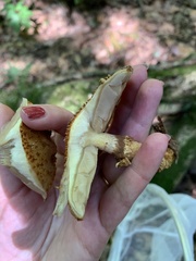 Pholiota squarrosoides