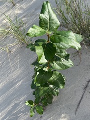 Populus balsamifera