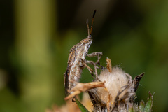 Stictopleurus abutilon