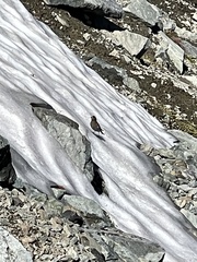 Leucosticte tephrocotis