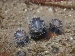 Astrangia woodsi