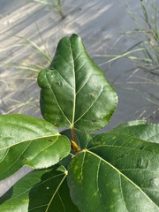 Populus balsamifera