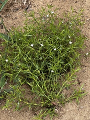 Polypremum procumbens