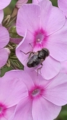 Eristalinae