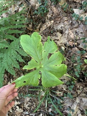 Podophyllum peltatum