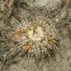 Anthozoa