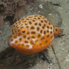 Anoplocapros inermis