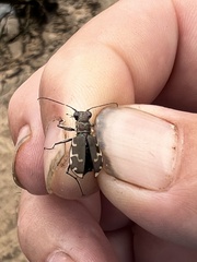 Cicindela repanda