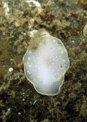 Cadlina