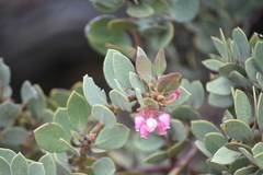 Arctostaphylos pringlei