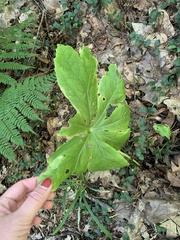 Podophyllum peltatum