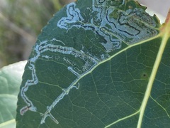 Phyllocnistis populiella