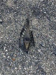 Callorhinchus milii