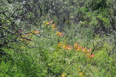 Erythrostemon gilliesii