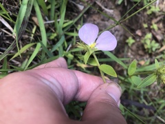 Pterolepis glomerata