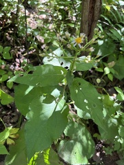Eurybia macrophylla