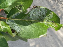 Phyllocnistis populiella