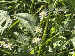 Clematis virginiana