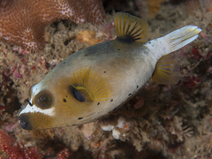 Arothron nigropunctatus