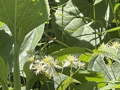 Clematis virginiana