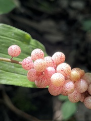 Maianthemum racemosum
