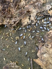 Formicinae