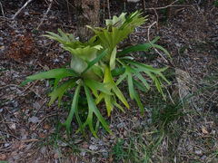 Platycerium superbum