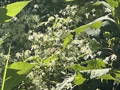 Clematis virginiana