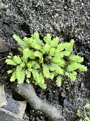 Fissidens taxifolius